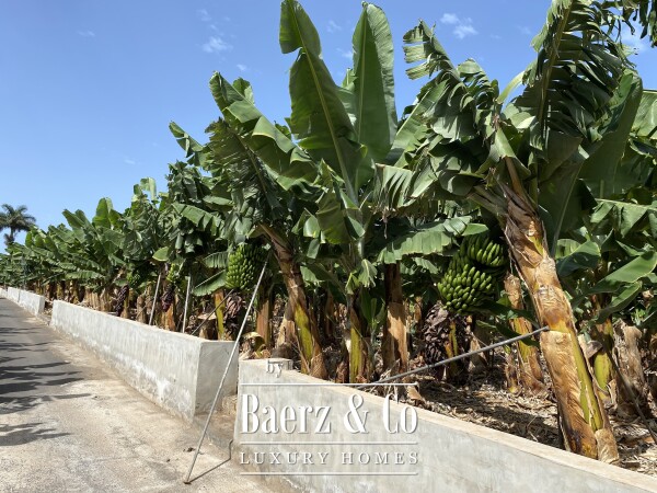 photo 6 Magnificent estate featuring family home and an organic banana plantation